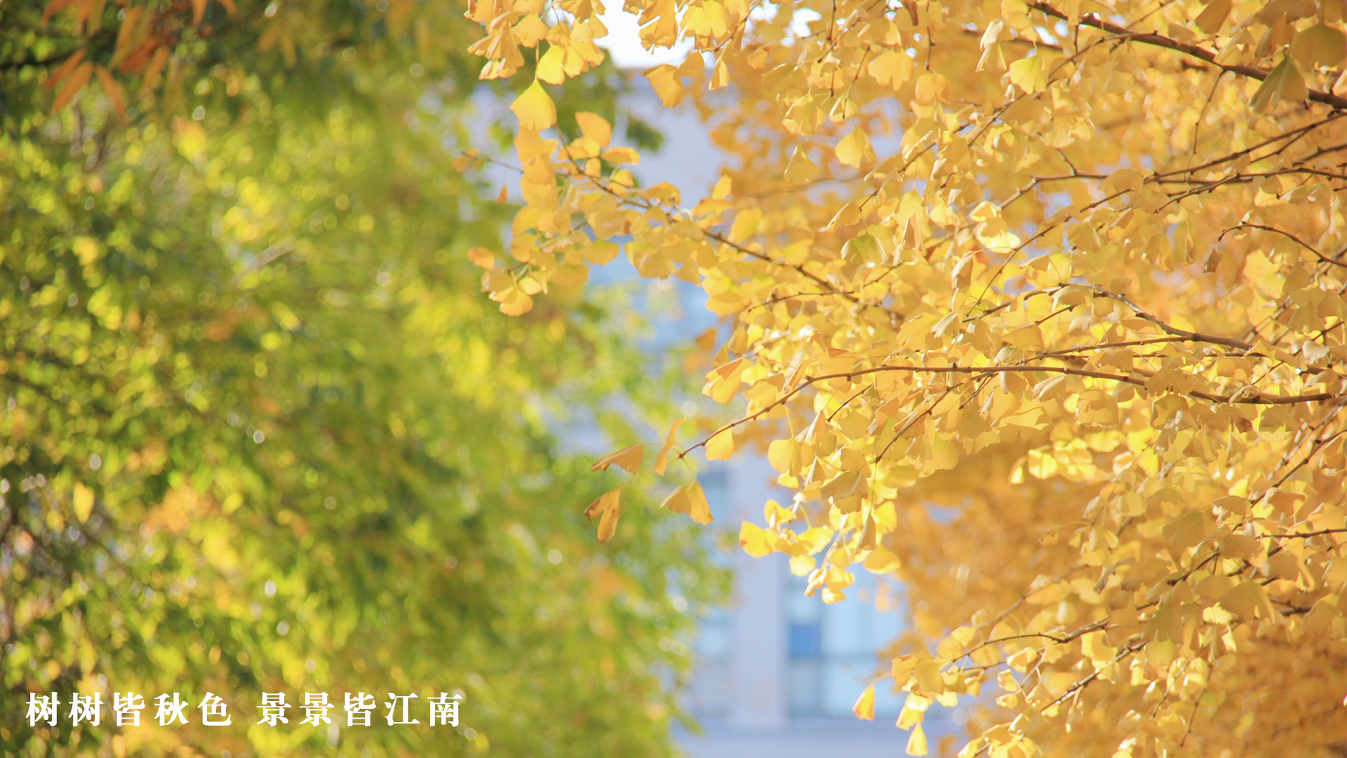 97国内精品久久久久不卡