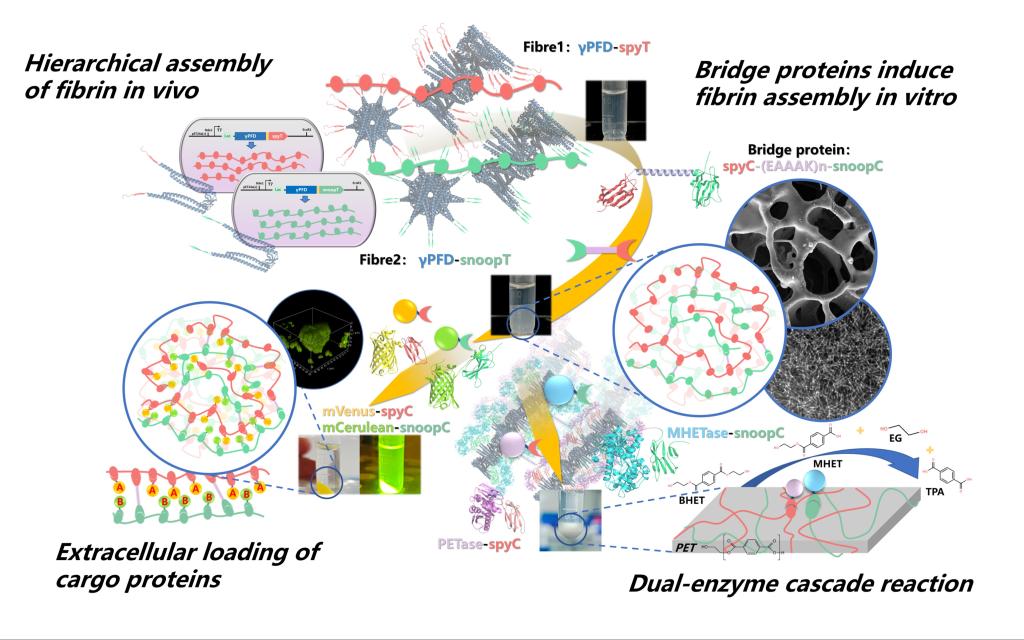 97国内精品久久久久不卡