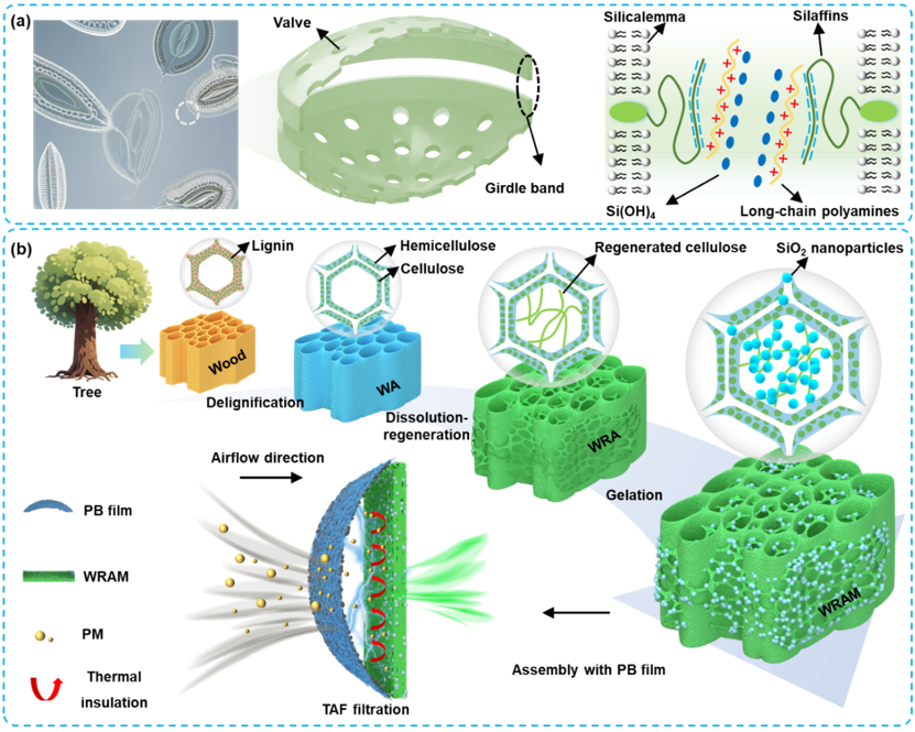 97国内精品久久久久不卡